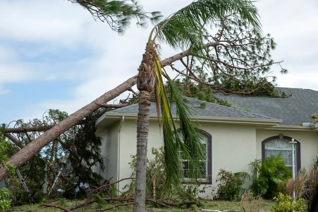 Árbol de gran tamaño caído sobre el techo de una vivienda, con ramas y vegetación dañadas alrededor.